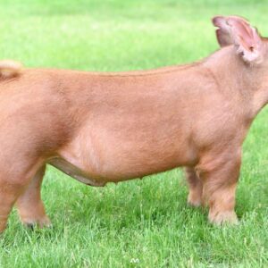 Empire Tamworth Boar