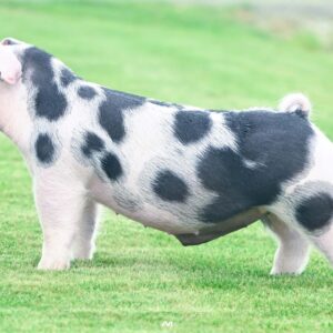 Imagine Spot Boar