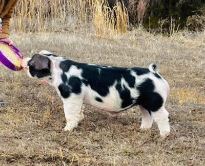 Revolution Spot Boar