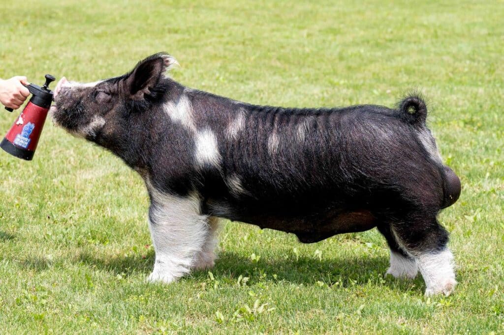 Rizz | Shaffer’s Goldrush